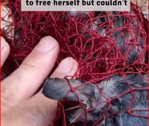 V2511012_Kitten gets stuck in net #animals #dog #cat #kitten #puppy #abandoned_part2