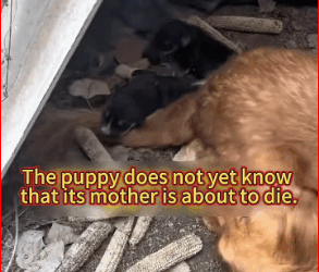 When first saw dog, felt so sad. He was so seriously injured…_part2