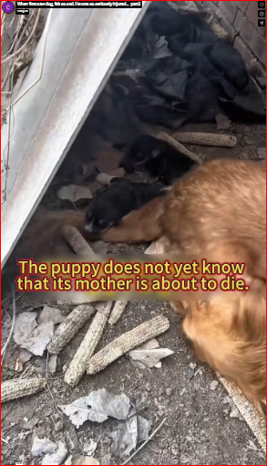 When first saw dog, felt so sad. He was so seriously injured…_part2