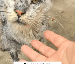 saw very thin stray cat.It was so pitiful decided to take_part2