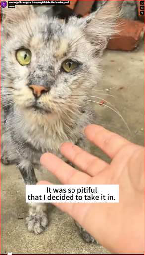 saw very thin stray cat.It was so pitiful decided to take_part2