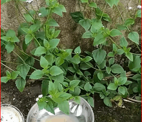 While was exercising around my neighborhood, heard noise in the…_part2