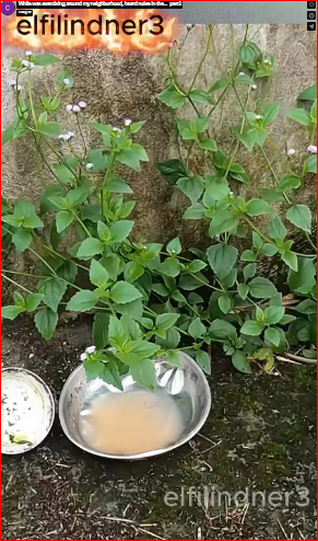 While was exercising around my neighborhood, heard noise in the…_part2