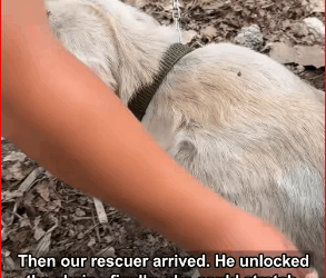 Chain to Freedom Lab Fight Warmth #labrador #animalr…_part2