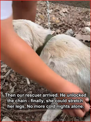 Chain to Freedom Lab Fight Warmth #labrador #animalr…_part2