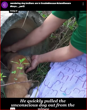 wandering dog brothers are in trouble#rescue #sharethecare #foryo…_part2