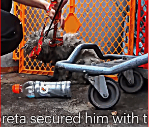 Heartbreaking abandoned dog lived on bridge above busy fr…_part2