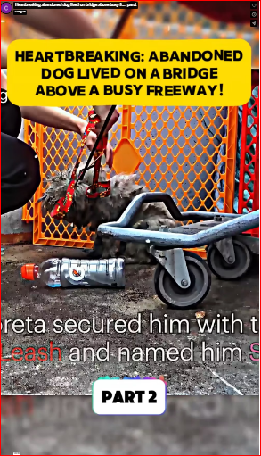 Heartbreaking abandoned dog lived on bridge above busy fr…_part2