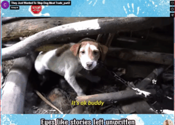 They Just Wanted To Stop Dog Meat Trade_part2