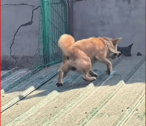 don know when their owner will come home to take them home.#dogso…_part2