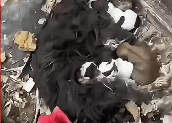 Found litter of puppies fed them_part2