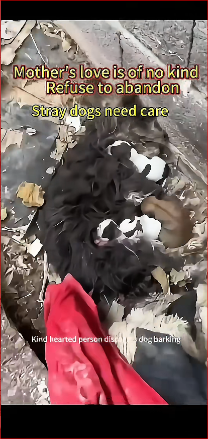 Found litter of puppies fed them_part2