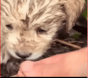 Stray puppies have no place to in heavy rain#rescue #shareth…_part2