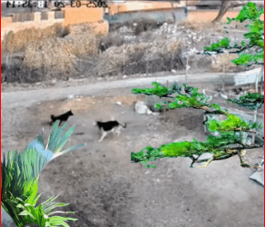 dogsoftiktok #dog #dogvideos #animal_part2