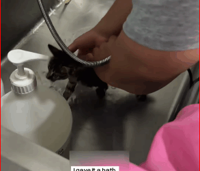 found little cat on rainy day.It fell into water.I saved it…_part2