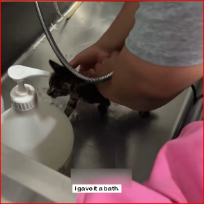 found little cat on rainy day.It fell into water.I saved it…_part2