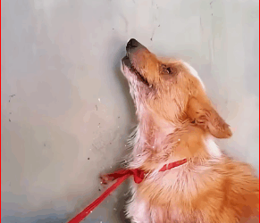 Dogs abused by mental patients suffer inhuman torture every day. #str…_part2