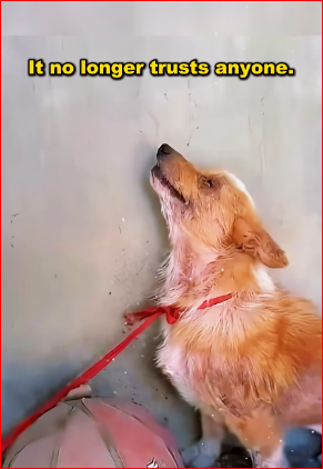 Dogs abused by mental patients suffer inhuman torture every day. #str…_part2