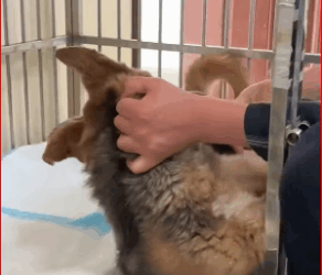 bloated to zooming ascites survivor comeback #saveadog #v…_part2