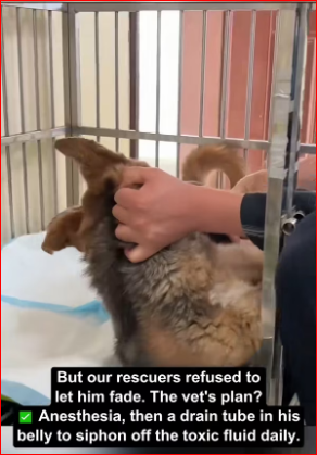 bloated to zooming ascites survivor comeback #saveadog #v…_part2