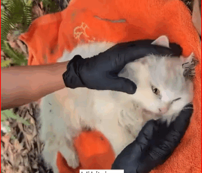 found group of kittens meowing around their mother cat on mou…_part2