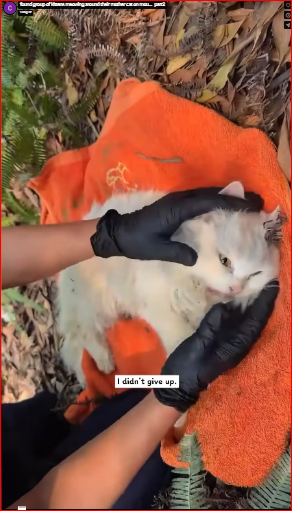 found group of kittens meowing around their mother cat on mou…_part2