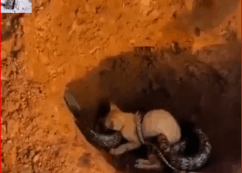 Animal Rescue Video._part2