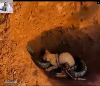 Animal Rescue Video._part2