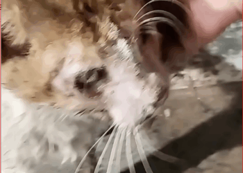 Miserable blind cat crying help rescue cat before after month…_part2