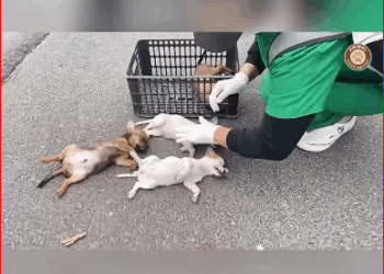 Left to Die Alone His Body Failing, His Hope Fading Until Miracle Found Him_part2