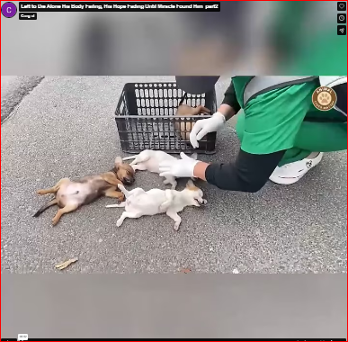 Left to Die Alone His Body Failing, His Hope Fading Until Miracle Found Him_part2