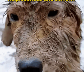 begging dog in rainstorm is covered mud, its young b…_part2