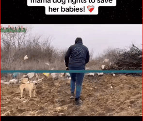 Will you recuse those poor puppy if you see #animal #help #save_part2