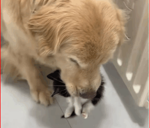 found little stray cat.My dog brought it home,and then #rescue #a…_part2