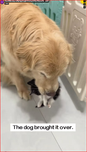 found little stray cat.My dog brought it home,and then #rescue #a…_part2