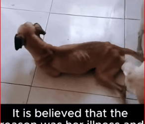 Thanks saving baby #saveanimals #loveanimals #catso…_part2