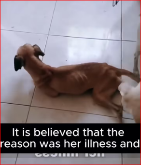 Thanks saving baby #saveanimals #loveanimals #catso…_part2