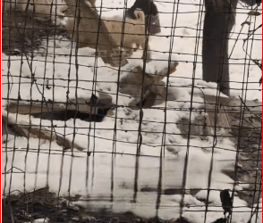 bought dog tied up in cold snow #petvideos #cutepet #doglov…_part2