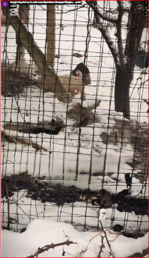 bought dog tied up in cold snow #petvideos #cutepet #doglov…_part2