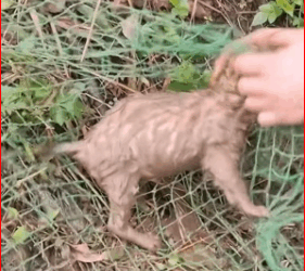 dog was trapped in fishing net#rescue #sharethecare #foryou #dog_part2