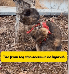 Rescued cat had been tied up long time #tiktok #pet #dog…_part2