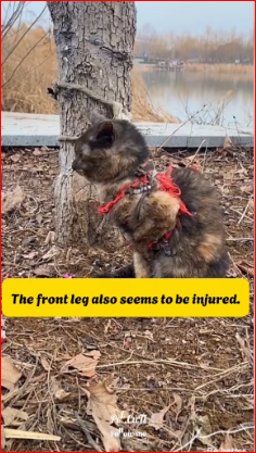 Rescued cat had been tied up long time #tiktok #pet #dog…_part2