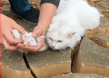 Mother cat traveled long way to find someone to save her child#resc…_part2