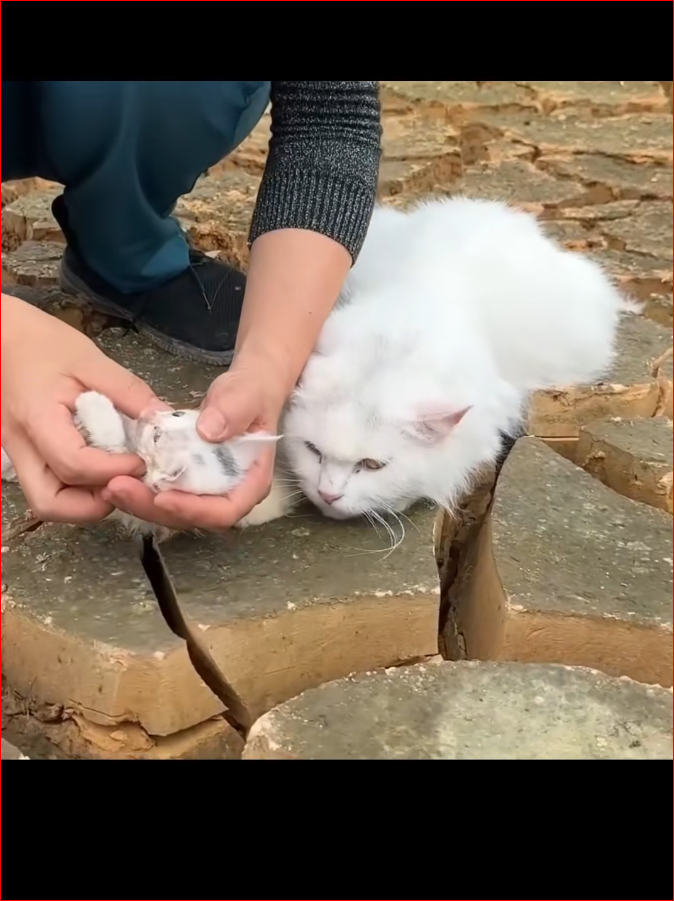 Mother cat traveled long way to find someone to save her child#resc…_part2