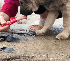 I can’t believe what’s happening, tears just keep falling#animals #animal #animalrescue #dog #rescue #rescuedog (1) part2