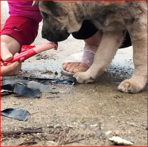 I can’t believe what’s happening, tears just keep falling#animals #animal #animalrescue #dog #rescue #rescuedog (1) part2