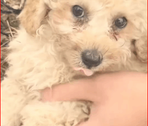 I stood still, unable to believe my eyes, as tears fell down#animals #animal #animalrescue #dog #rescue #rescuedog (5) part2