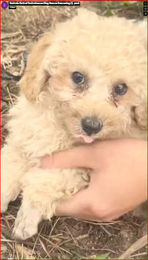 I stood still, unable to believe my eyes, as tears fell down#animals #animal #animalrescue #dog #rescue #rescuedog (5) part2