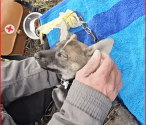 This scene moves me to tears#animals #animal #animalrescue #dog #rescue #rescuedog (4) part2
