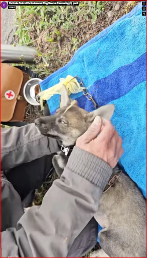 This scene moves me to tears#animals #animal #animalrescue #dog #rescue #rescuedog (4) part2